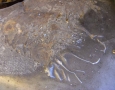 DSCF0336