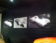Aerodynamic Model Photos